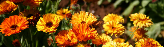 Flower Power: Healing With Calendula