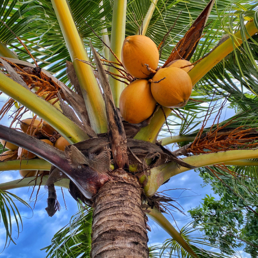 Coconut Soleil Fragrance