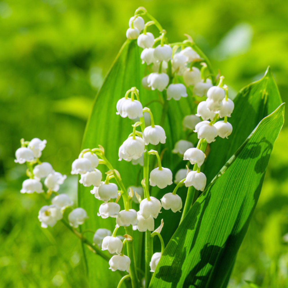 Lily of the Valley - 100% Pure Aromatherapy Grade Essential oil by Nature's  Note Organics