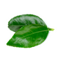 Lime Leaf Hydrosol