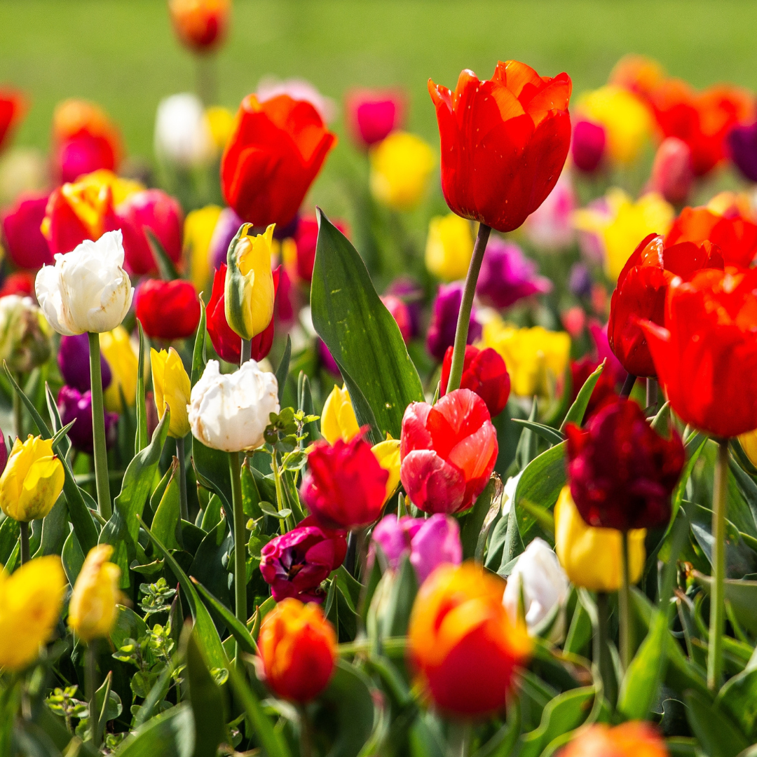 Tulip Fields Fragrance
