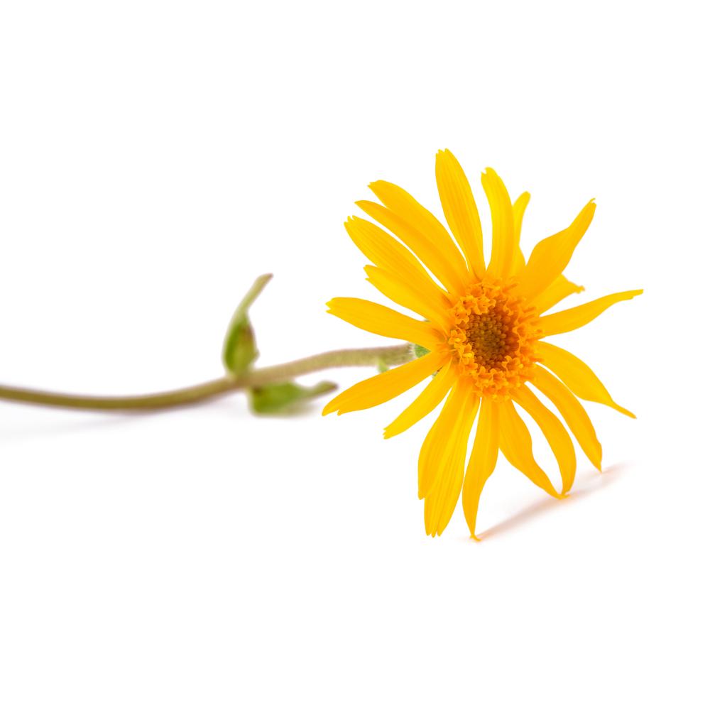 Arnica Cellular Extract