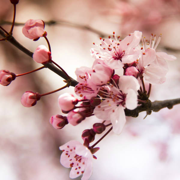 NOIR ＆ JAPANESE CHERRY BLOSSOM Spray parfumat pentru corp JAPANESE CHERRY BLOSSOM - Bath