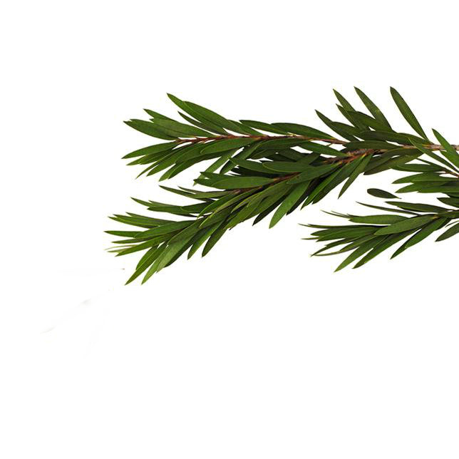 Niaouli Essential Oil