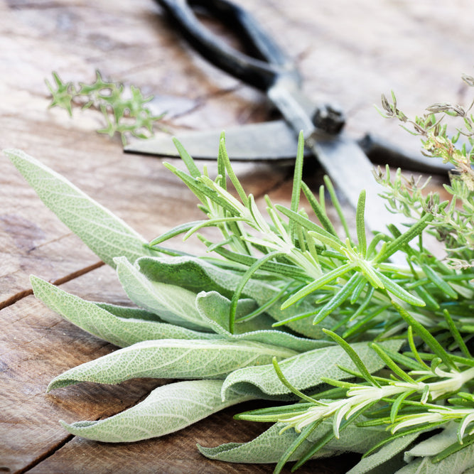 Rosemary Sage Fragrance