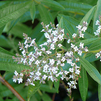 Lemon Verbena Fragrance