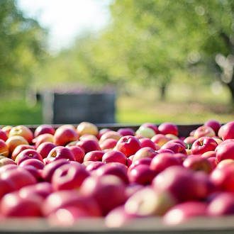 Apple Harvest Fragrance Oil