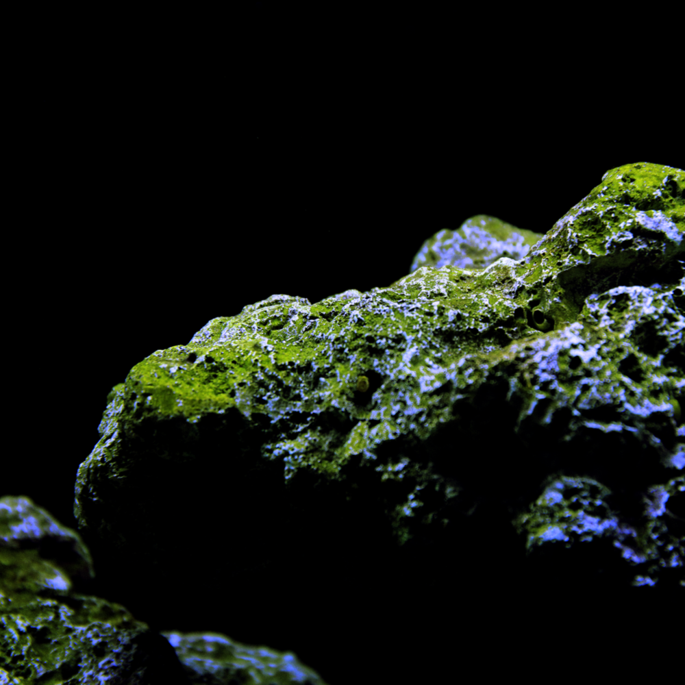 Black Coral & Moss Fragrance