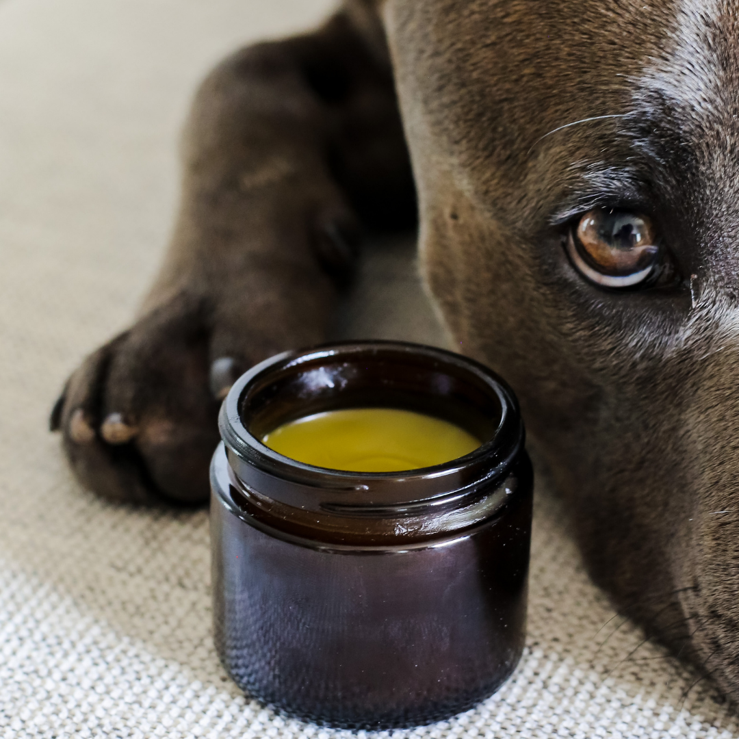 Homemade dog paw moisturizer hot sale