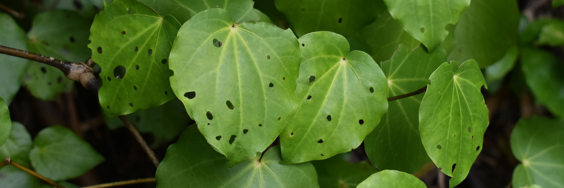 What is Kawakawa?