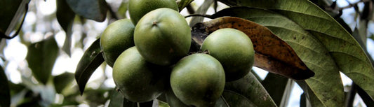 Cacay Oil: Anti-Wrinkle Miracle