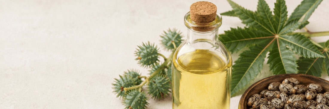 Castor oil, plant and seeds