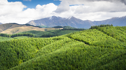 Port Blakely New Zealand Essential Oils: From Forest to Bottle - and Beyond!