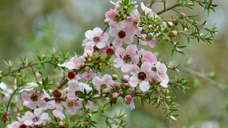 Manuka Italian Marvelous Mānuka – PureNature NZ