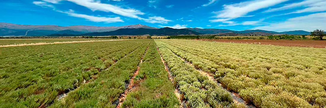 Introducing Zalabi - Sustainable Essential Oils from Spain