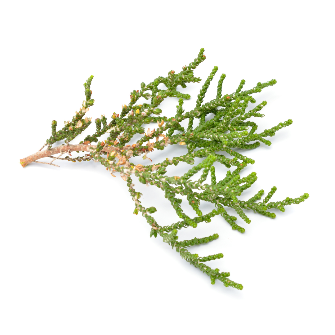 Hinoki (Heart Wood) Essential Oil