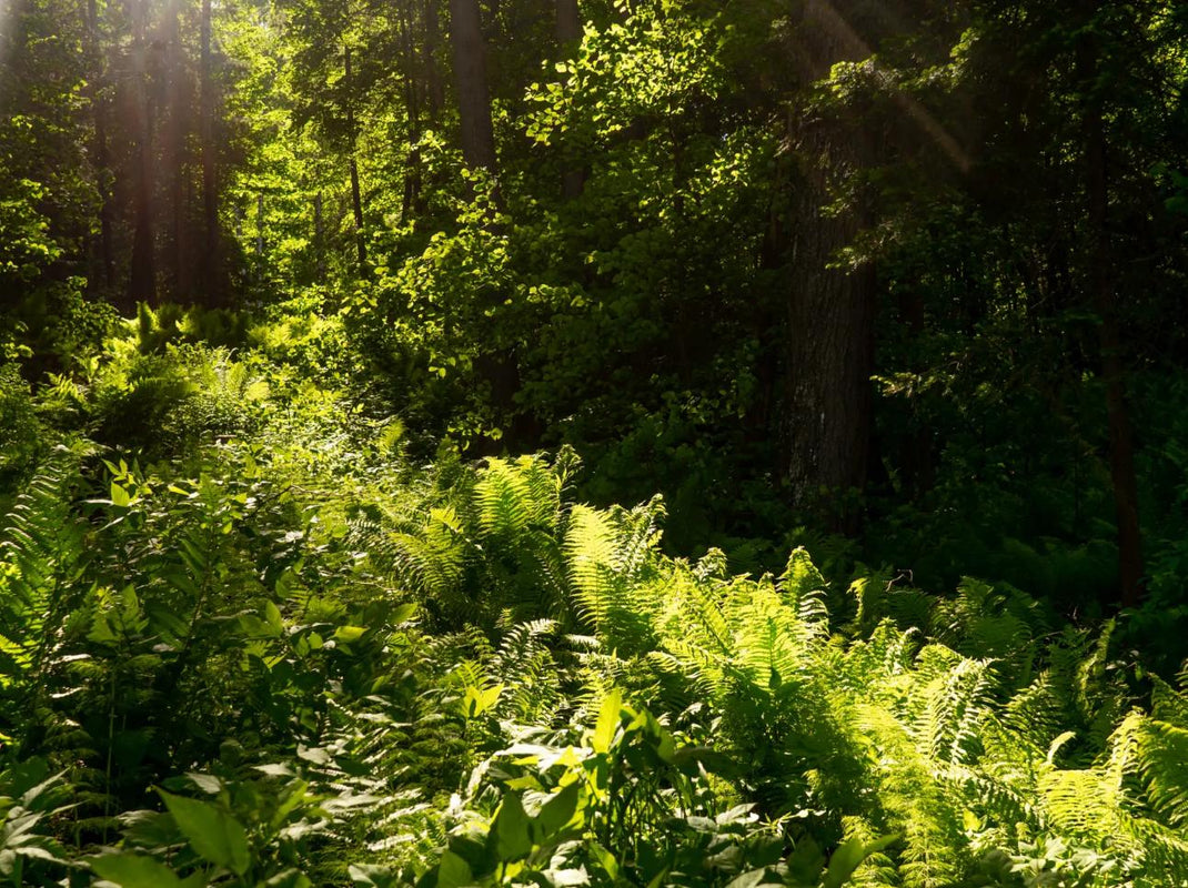 About PureNature - Our Story & Values – PureNature NZ