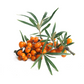 Sea Buckthorn Cellular Extract