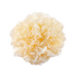 Snow Mushroom Cellular Extract