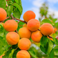 Apricot Grove 