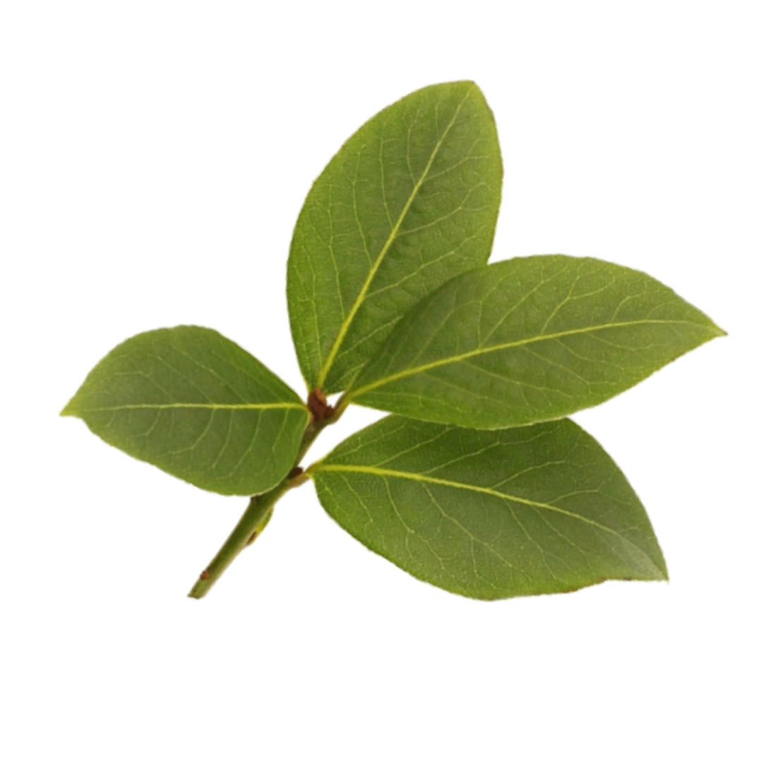 Purenaturenz West Indies Bay Essential Oil bottle with fresh bay leaves and aromatic oil in a clear glass container.