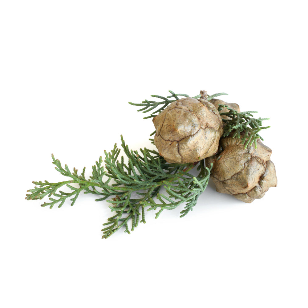 Cypress, Spanish Essential Oil