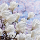 Natural Bianco Blooms Fragrance