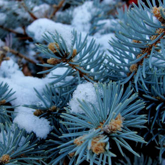 Christmas Fragrances