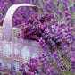 Lavender Fragrance