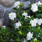 Gardenia Fragrance