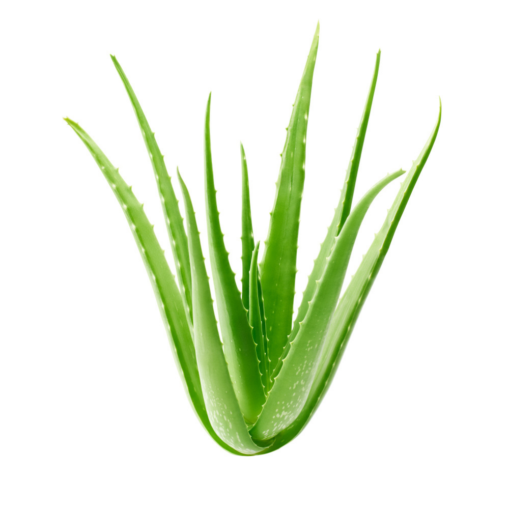 Aloe Vera Infused Oil