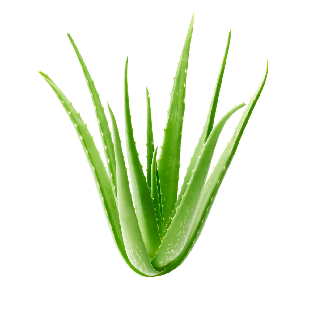 Aloe Vera Gel - Natural
