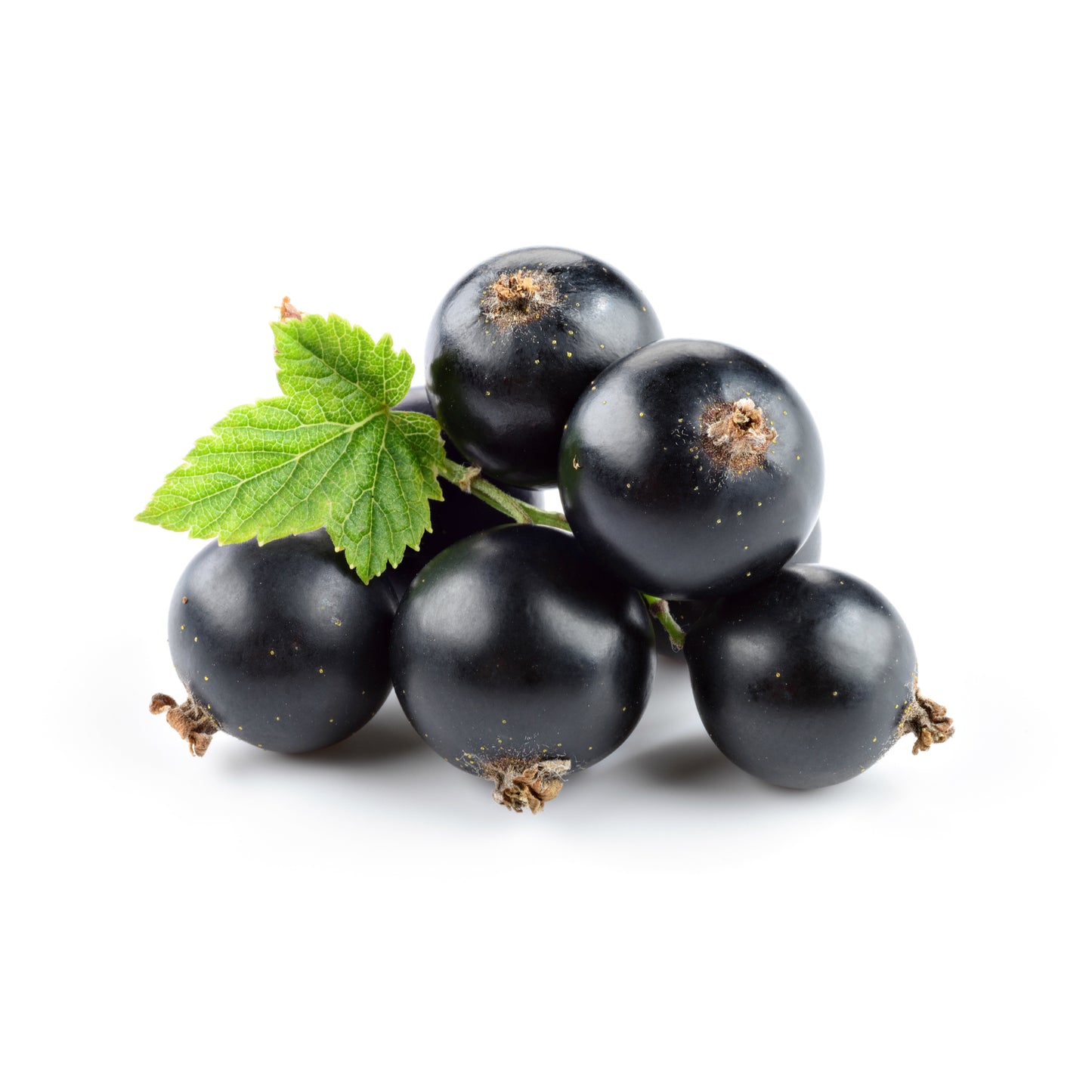 Blackcurrant Seed Oil