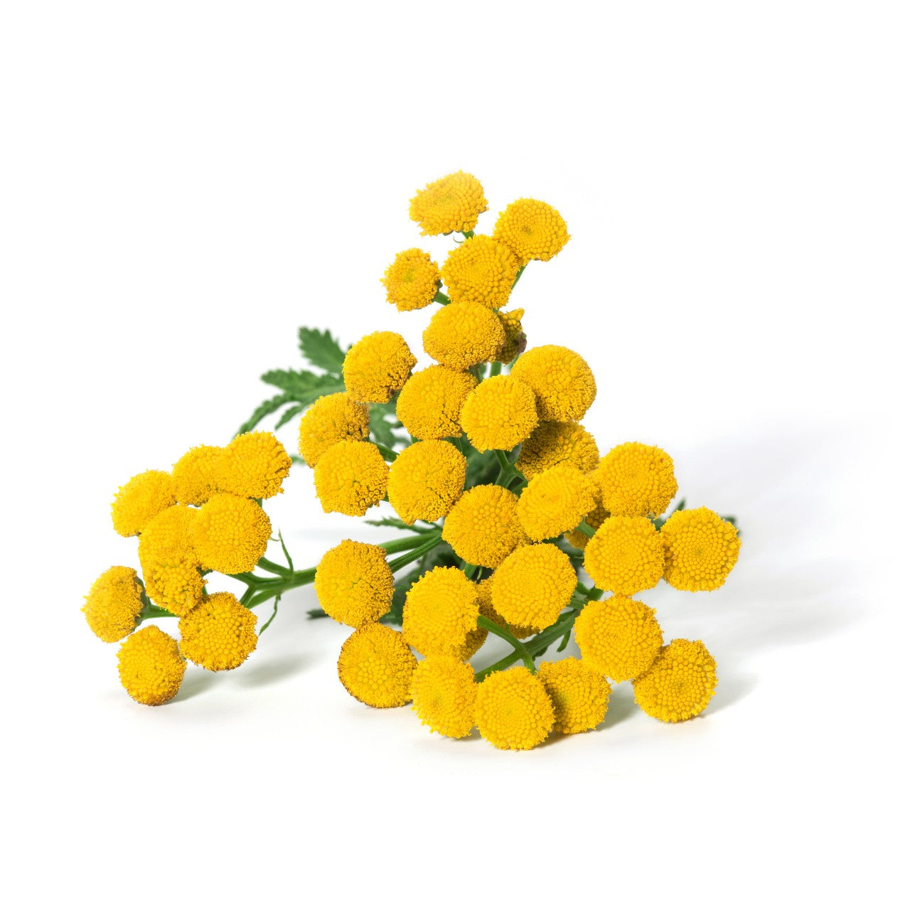 Blue Tansy Essential Oil