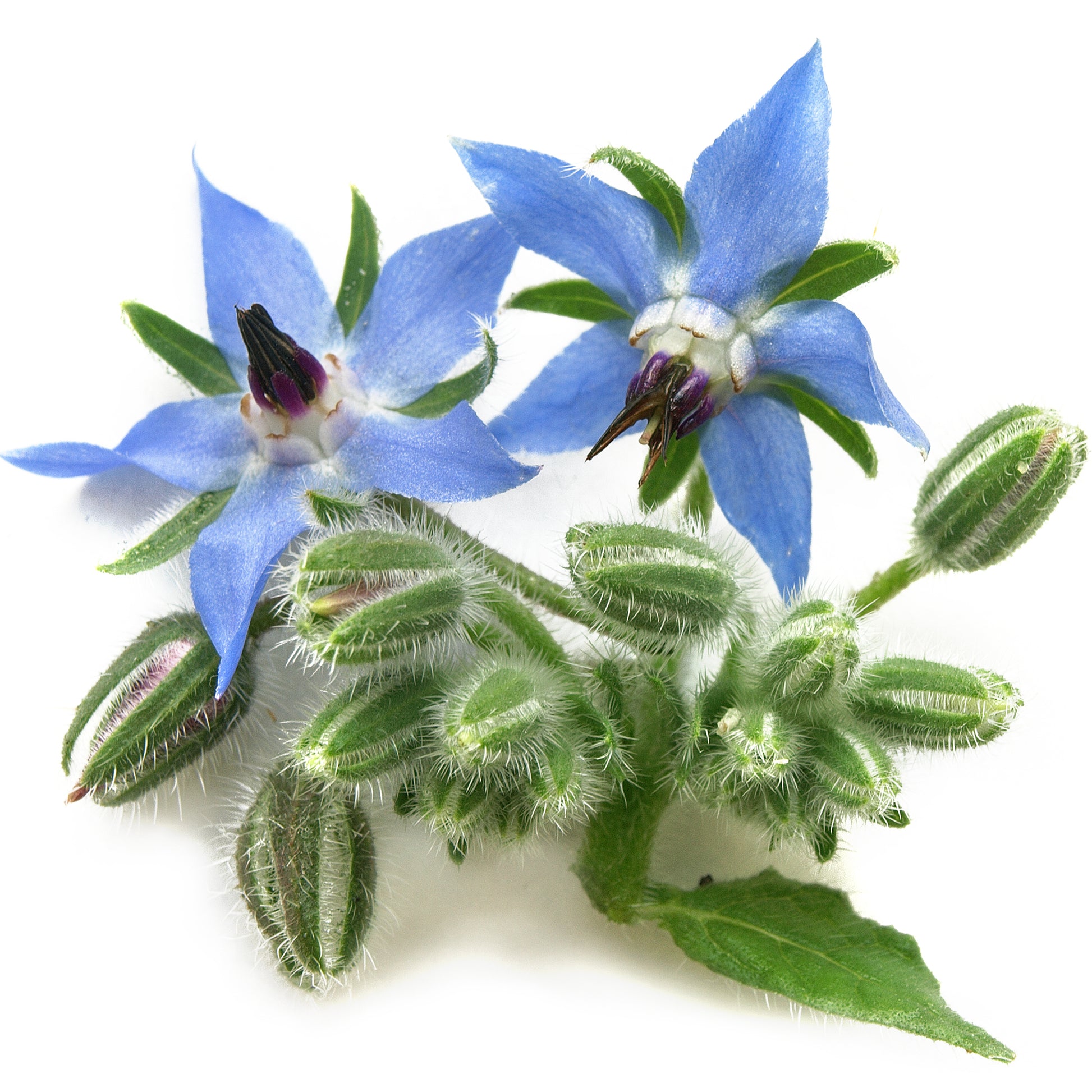 Borage Oil Organic PureNature NZ