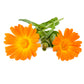 Calendula Infused Oil