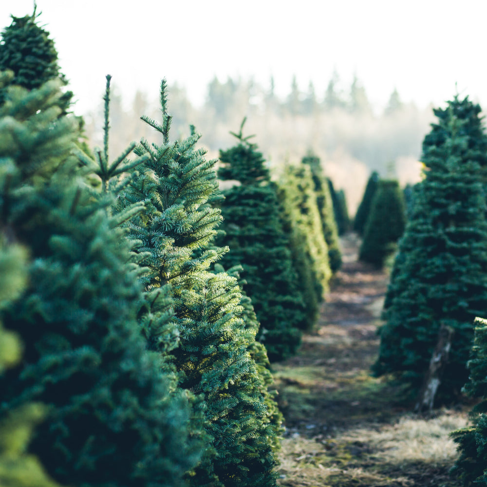 Christmas Essential Oils