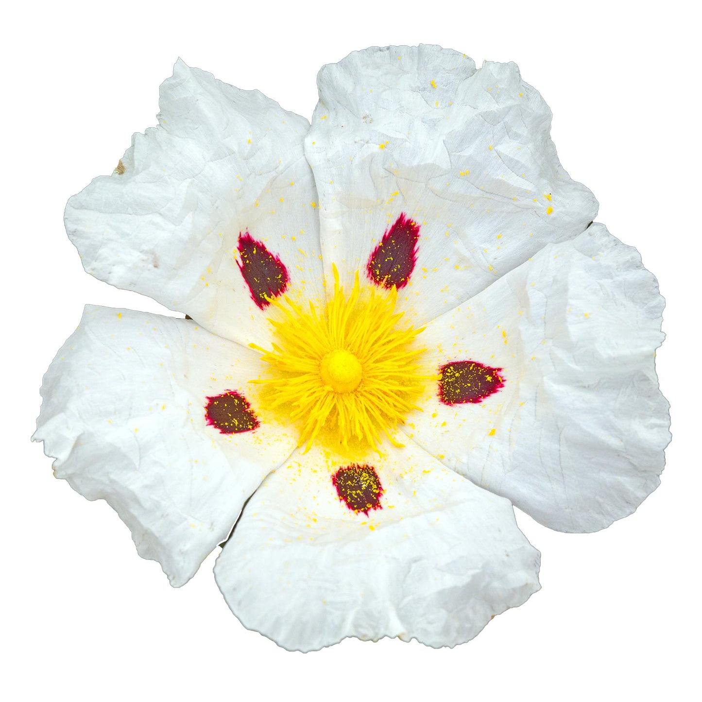 Cistus Essential Oil