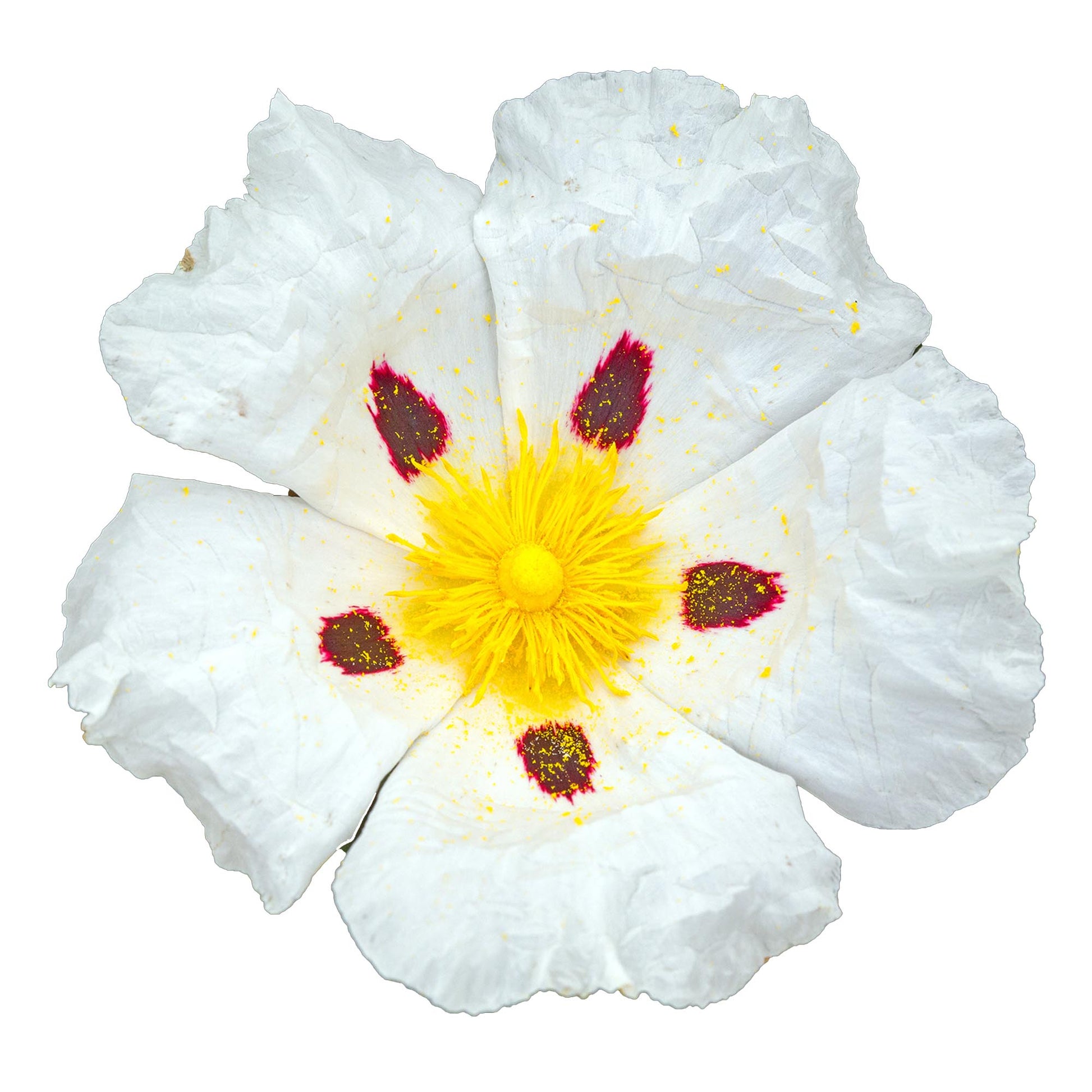 Labdanum (Cistus/Rock Rose) Organic Essential Oil