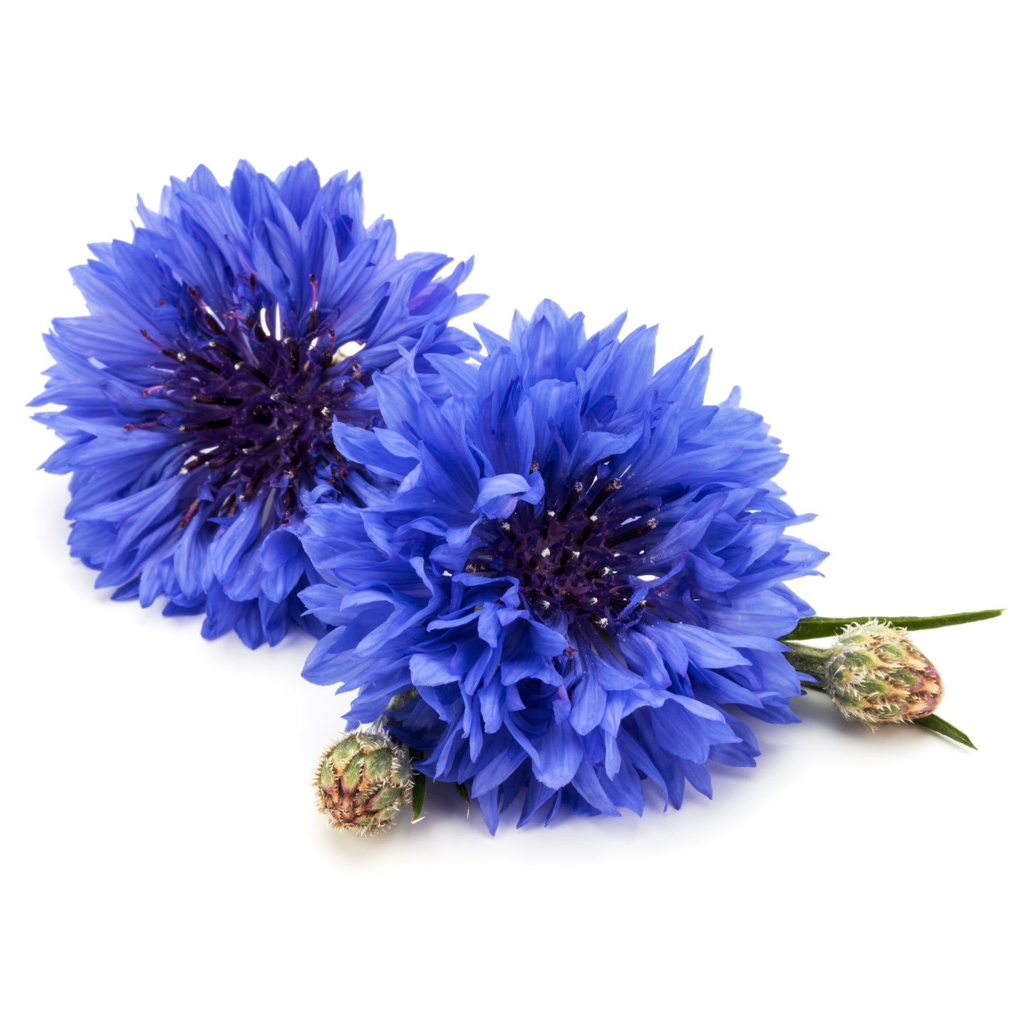 Cornflower Cellular Extract