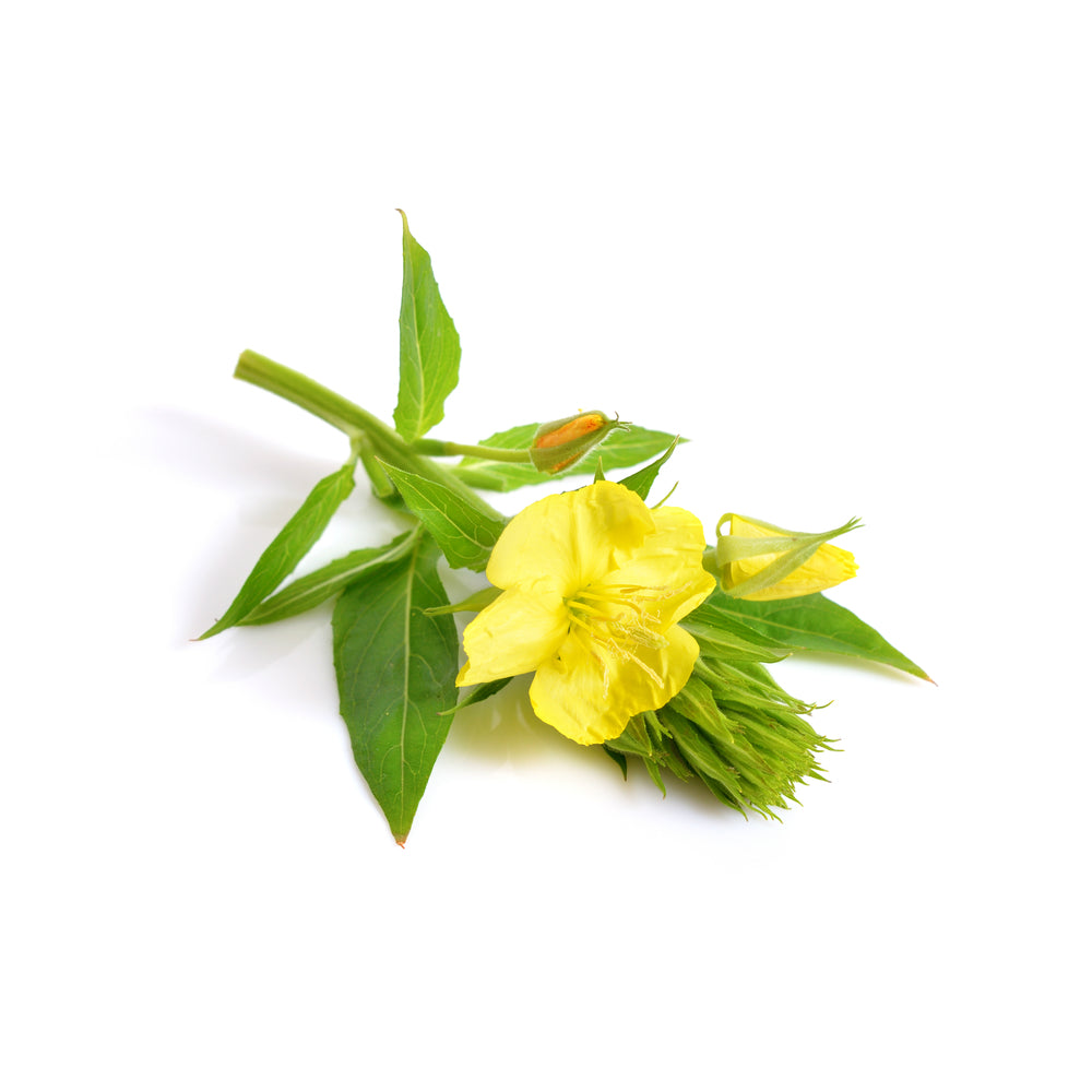 Evening Primrose Oil