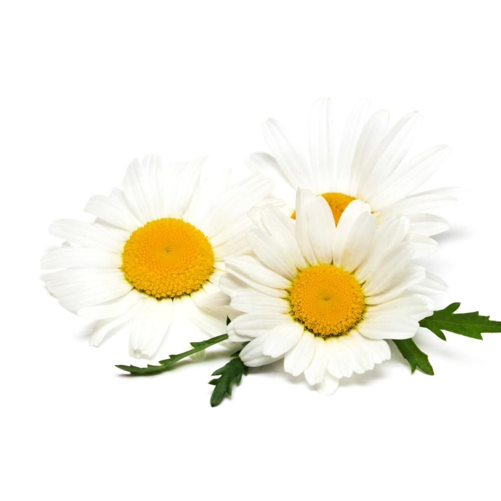 Chamomile, German - Organic Essential Oil