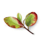 PlantæDerMX® Horopito Leaf Extract
