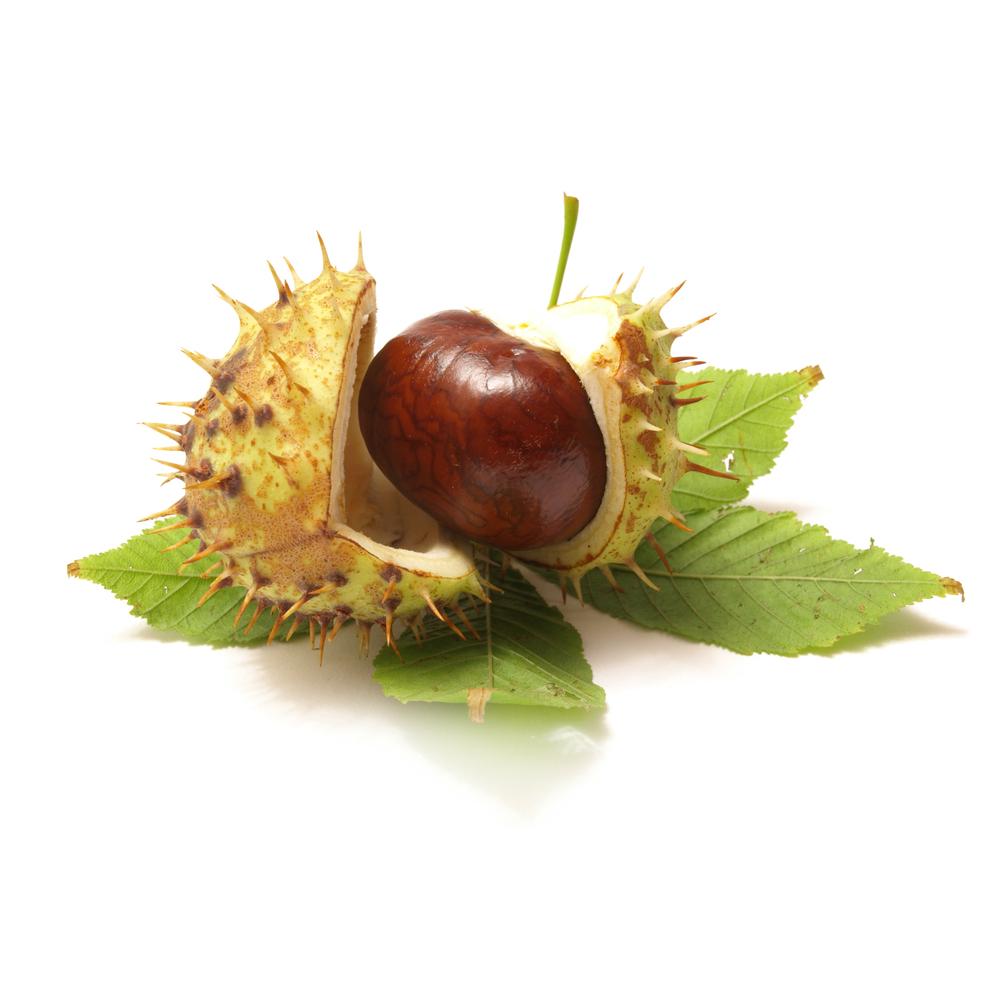 Horsechestnut Cellular Extract