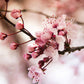 Japanese Cherry Blossom Fragrance