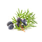 Juniper Berry, Himalayan - Organic Essential Oil