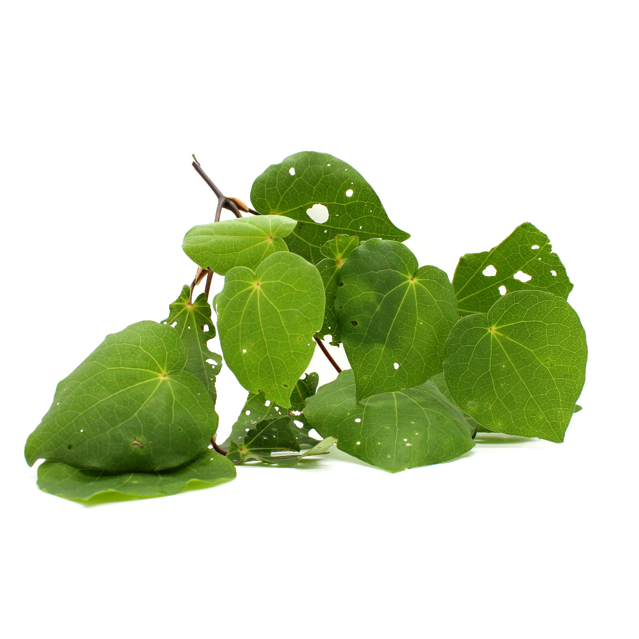 Kawakawa Products