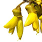 PlantæDerMX® Kowhai Bark Extract
