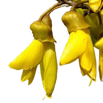 PlantæDerMX® Kowhai Bark Extract