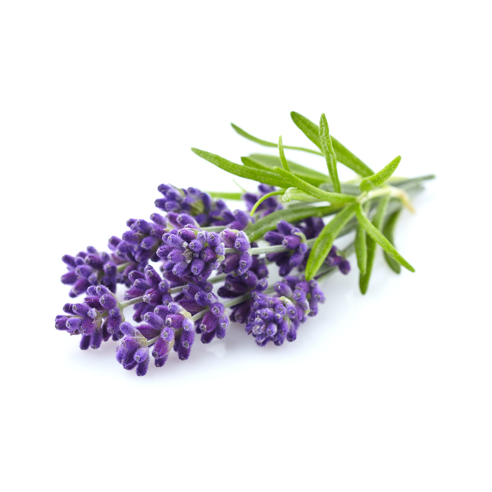 Lavandin, Grosso - Organic Essential Oil